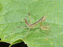 Hierodula patellifera