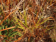 Carex comosa