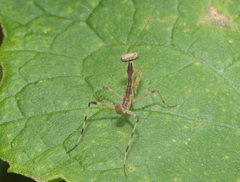 Hierodula patellifera