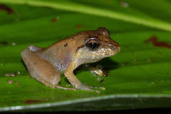 Craugastor crassidigitus