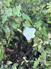 Calystegia silvatica