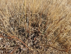 Eriogonum compositum