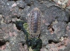Agabiformius lentus