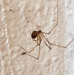 Pholcidae