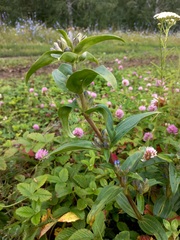 Gentiana cruciata