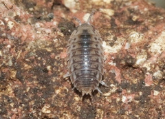 Agabiformius lentus