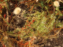 Veronica anagallis-aquatica
