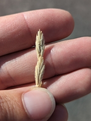 Thinopyrum intermedium