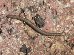 Glyphiulus granulatus