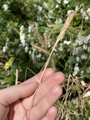 Elymus virginicus