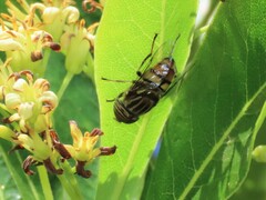 Eristalinus barclayi