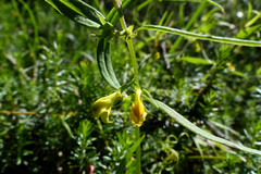 Melampyrum sylvaticum