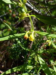 Melampyrum sylvaticum