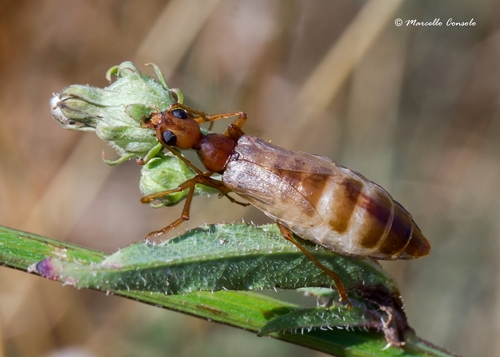 Vesperus luridus