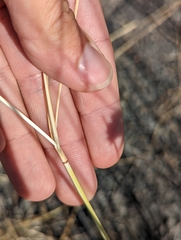 Thinopyrum intermedium