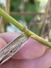 Elymus virginicus