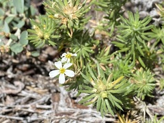 Leptosiphon nuttallii