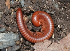 Trigoniulus corallinus