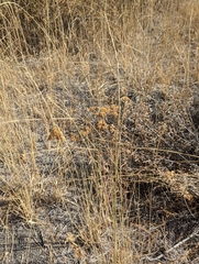 Thinopyrum intermedium