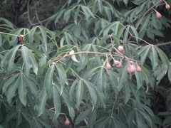 Aesculus chinensis