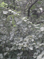 Ehretia dicksonii