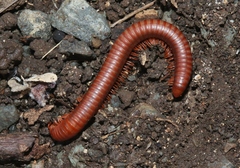 Trigoniulus corallinus