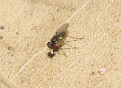 Chrysotus pallidipalpus