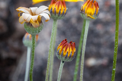 Euryops othonnoides
