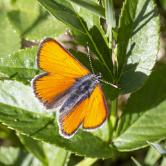 Lycaena hippothoe