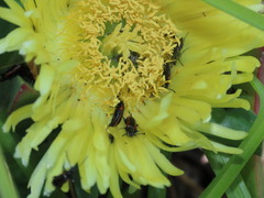 Neoeutrapela