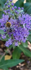 Anthophora californica