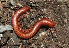 Trigoniulus corallinus