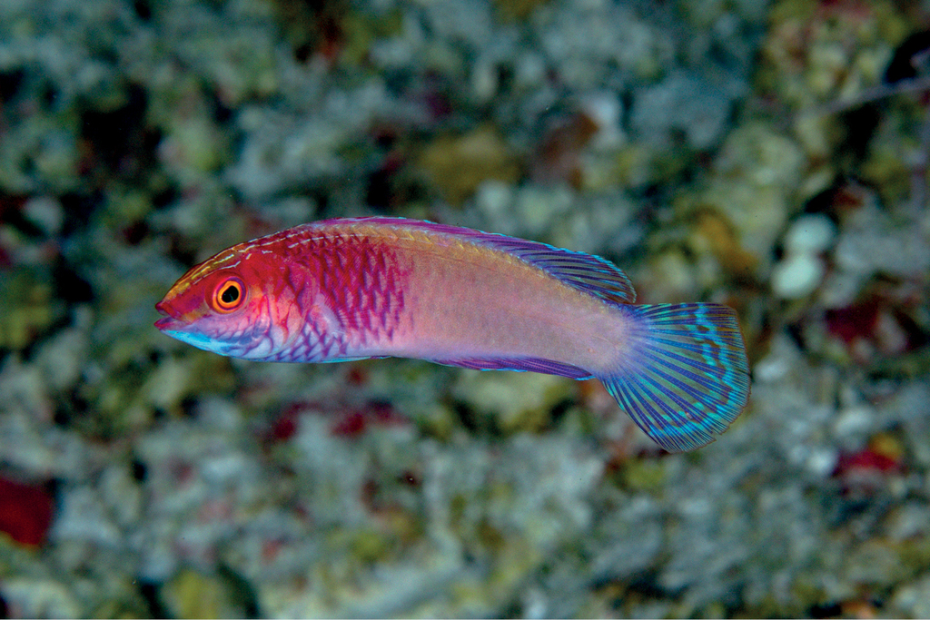Rose-Veiled Fairy Wrasse