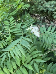 Sorbaria sorbifolia