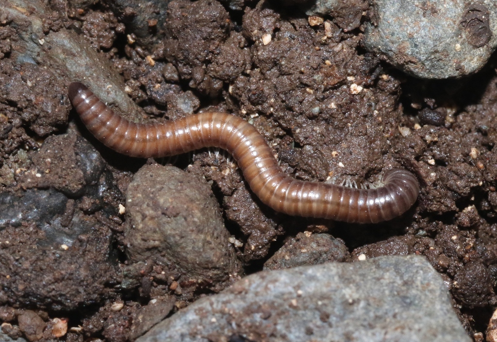 Round-backed Millipedes From Honolulu, Hawaii, United States On August 