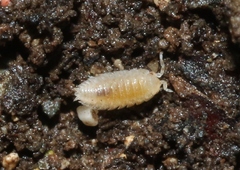 Oniscidea