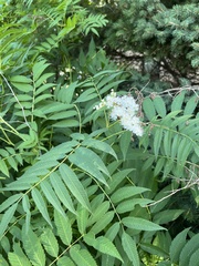 Sorbaria sorbifolia