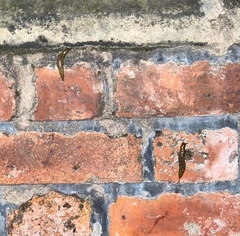 Limacus
