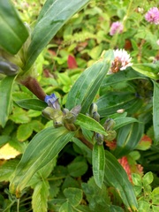 Gentiana cruciata