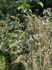 Elymus virginicus