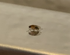 Phoridae