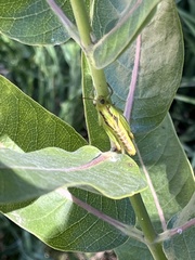 Melanoplus bivittatus