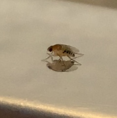 Phoridae