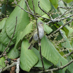 Vireo chivi