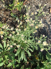 Erigeron acris podolicus