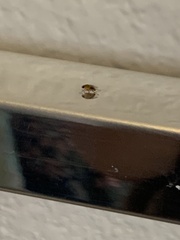 Phoridae