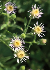 Erigeron acris podolicus