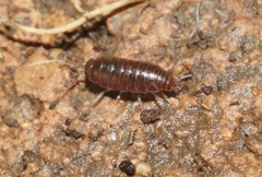 Trichoniscidae