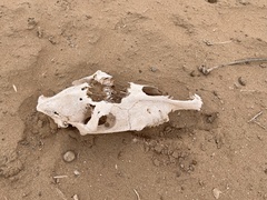 Equus asinus