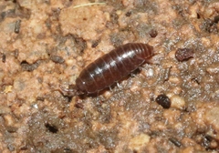 Trichoniscidae